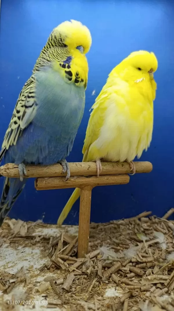 Hazır Show Ve Jumbo Muhabbet Kuşu Takım