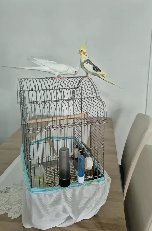 Full Evcil Sadık Çift Dost Sultan Papağanı