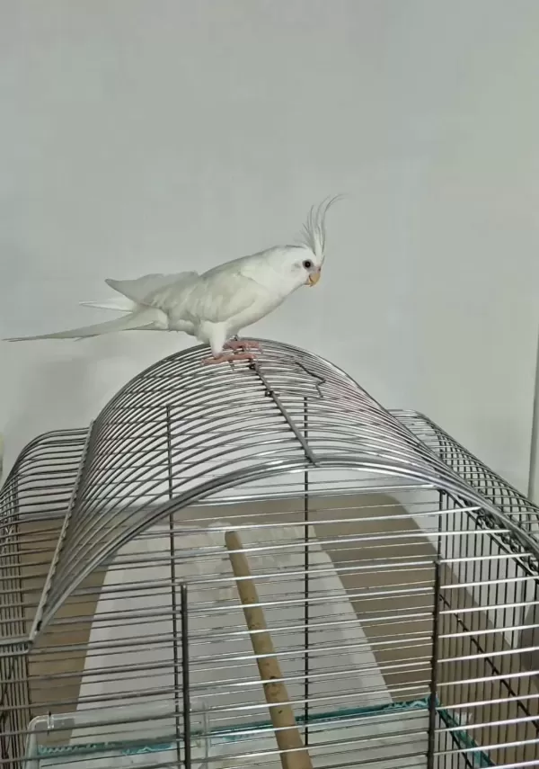 Full Evcil Sadık Çift Dost Sultan Papağanı