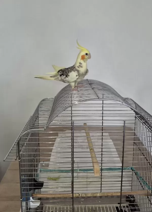 Full Evcil Sadık Çift Dost Sultan Papağanı