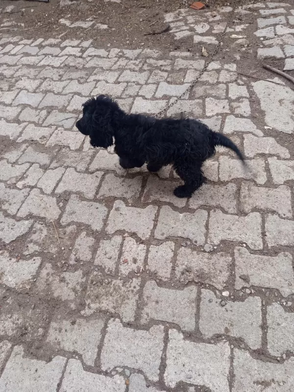 Toy Poodle Köpeği Siyah