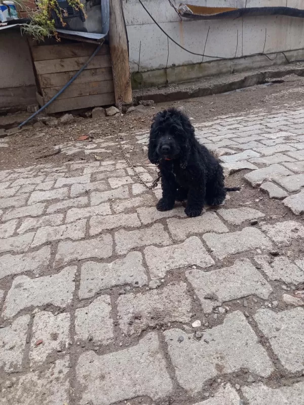 Toy Poodle Köpeği Siyah