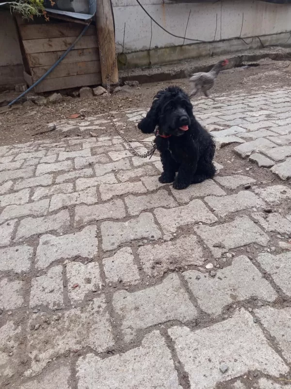 Toy Poodle Köpeği Siyah