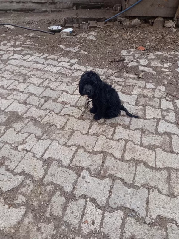 Toy Poodle Köpeği Siyah