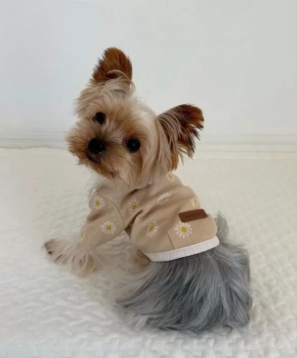 Teacup Silver Yorkshire Terrier