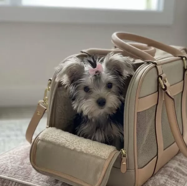 Teacup Silver Yorkshire Terrier