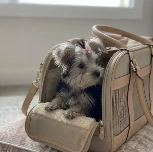 Teacup Silver Yorkshire Terrier