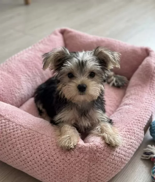 Safkan Orjinal Yorkshire Terrier