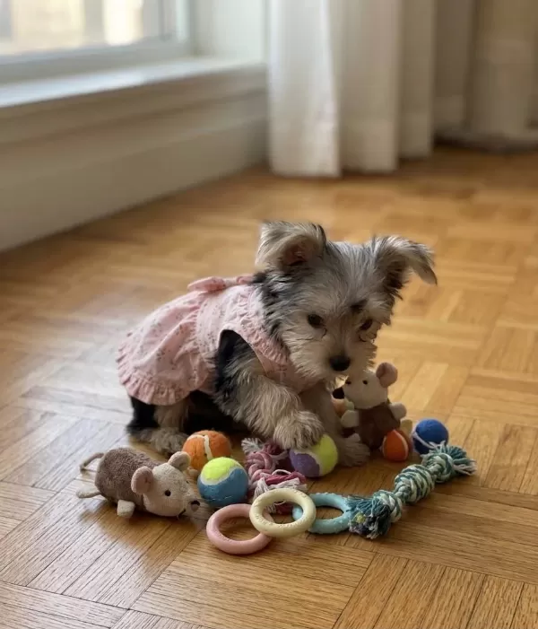 Safkan Orjinal Yorkshire Terrier