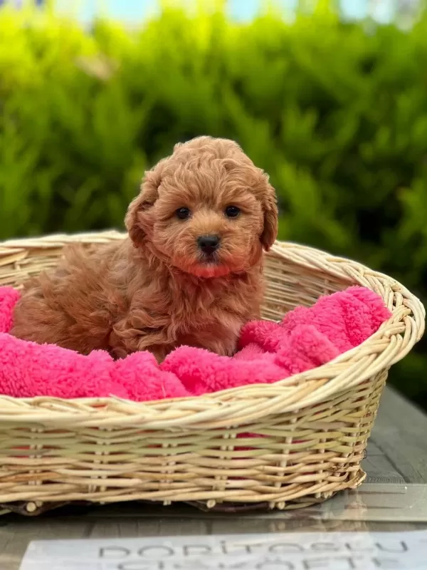 Teacup Korekan Yavrularımız