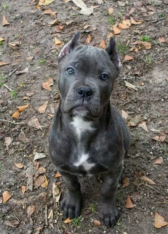 Orjinal Cane Corso Blue Yavrumuz