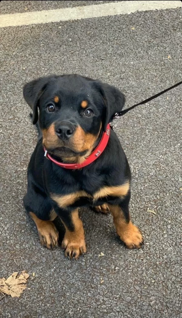 Orjinal Rottweiler Yavrumuz