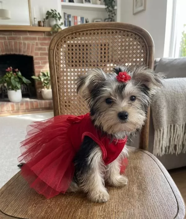 Güzeller Güzeli Yorkshire Terrier