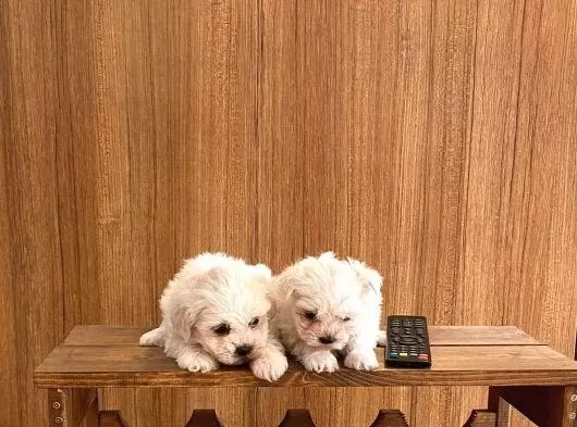 Teacup Maltese Bebeklerimiz