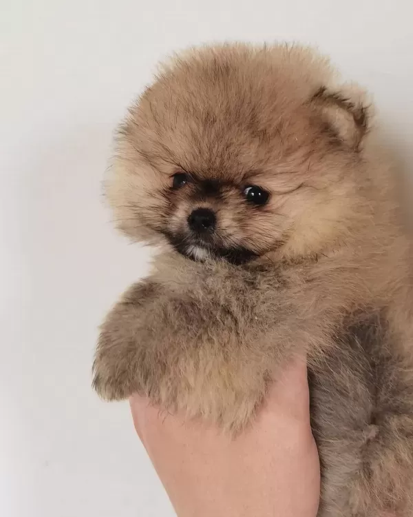 Sevimli Pomeranian Yavrulari
