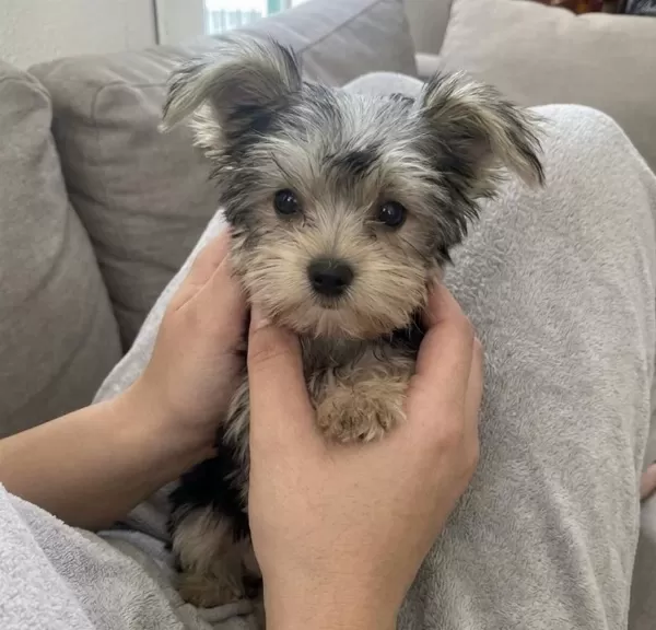 Teacup Özel Renk Yavru Köpekler