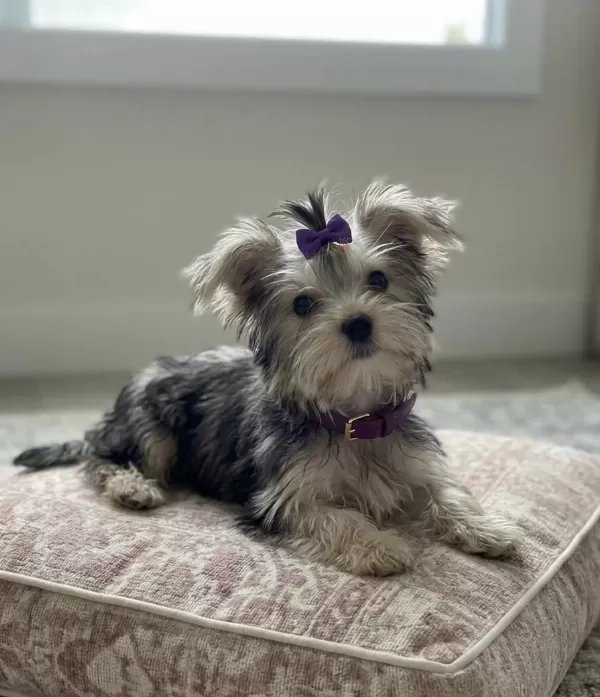 Teacup Özel Renk Yavru Köpekler