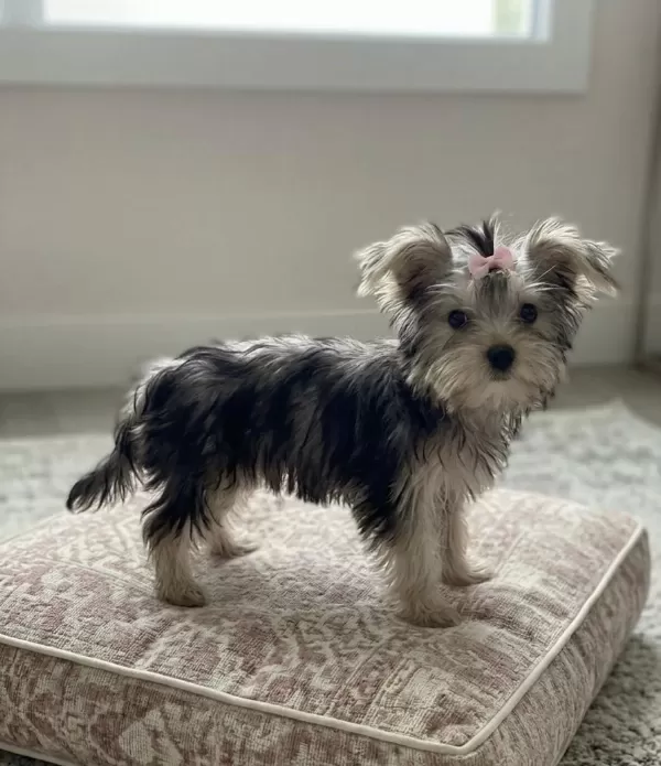 Teacup Özel Renk Yavru Köpekler