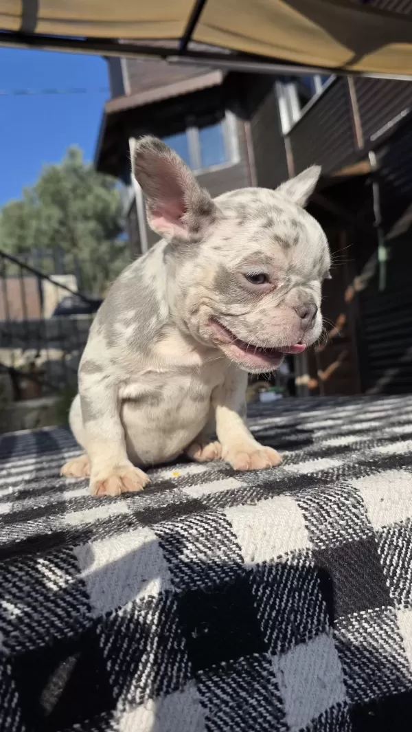 French Bulldog Köpeği