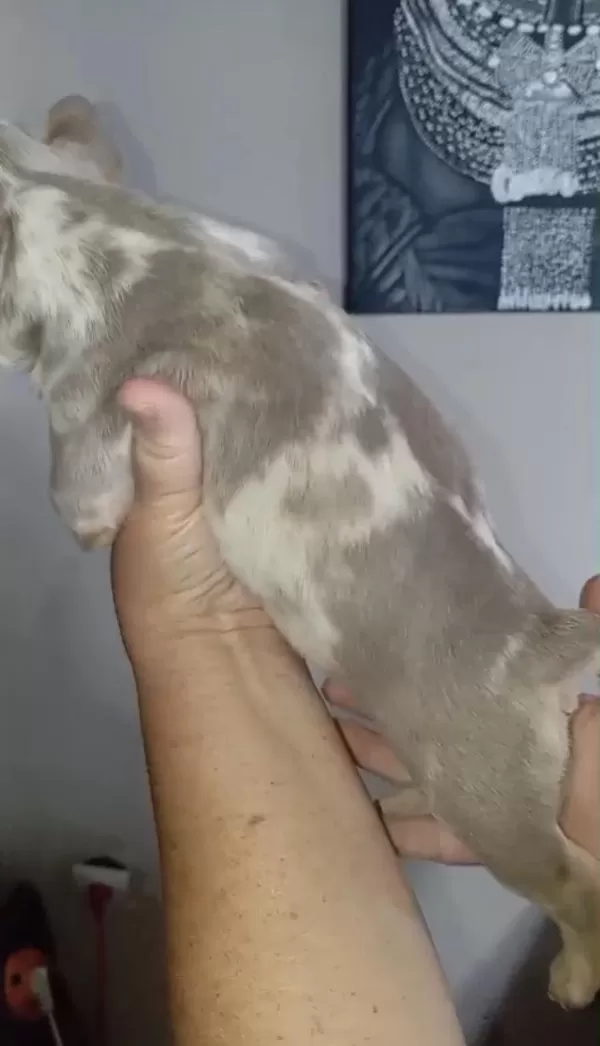 French Bulldog New Shade İsabella Merle Tan Fluffy Carrier