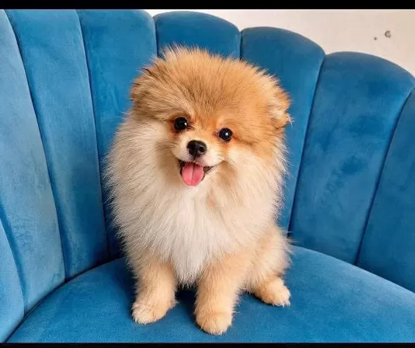 Erkek Pomeranian Tuvalet Eğitimli