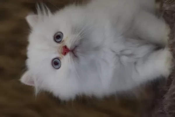 British Longhair Erkek Yavruları