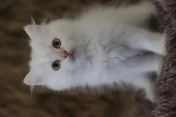 British Longhair Erkek Yavruları