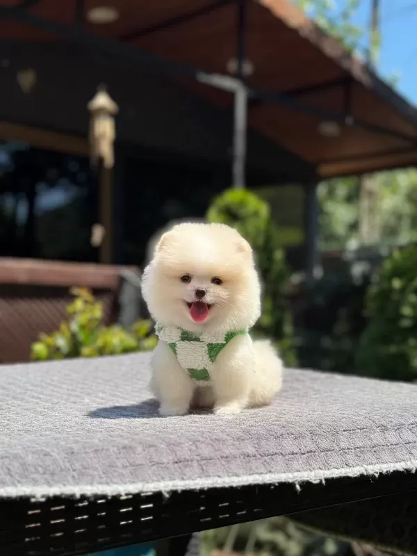 Oyuncak Surat Pomeranian Boo Yavrularımız