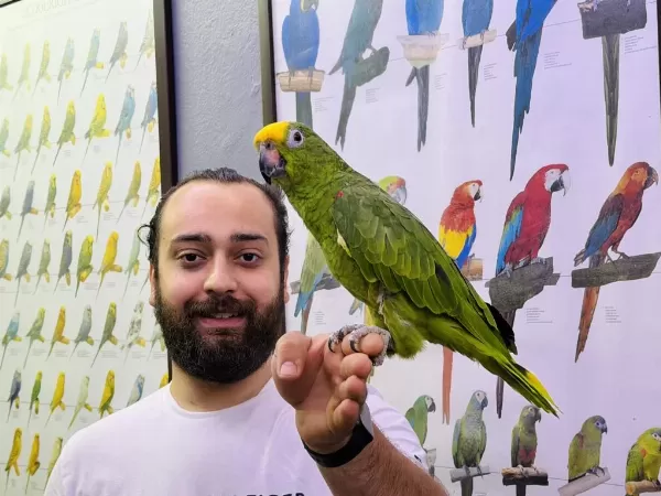 Kahkaha Atan Evcil Sari Alinli Amazon Papağani