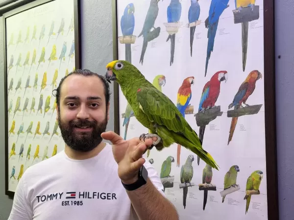 Kahkaha Atan Evcil Sari Alinli Amazon Papağani