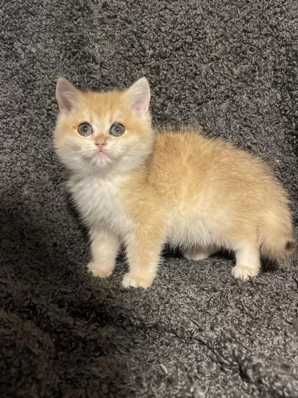 Anne Baba Şecereli Golden Ny12 British Shorthair Erkek