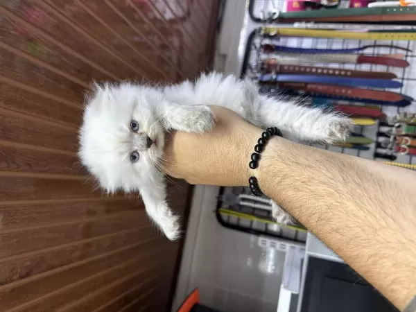 A Kalite Sağlıklı Wc Eğitimli Scottish Fold
