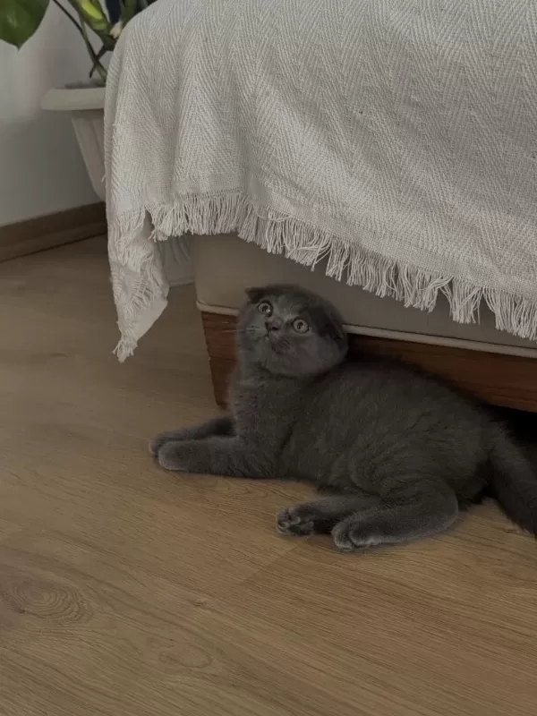 Harika Yavru Scottish Fold