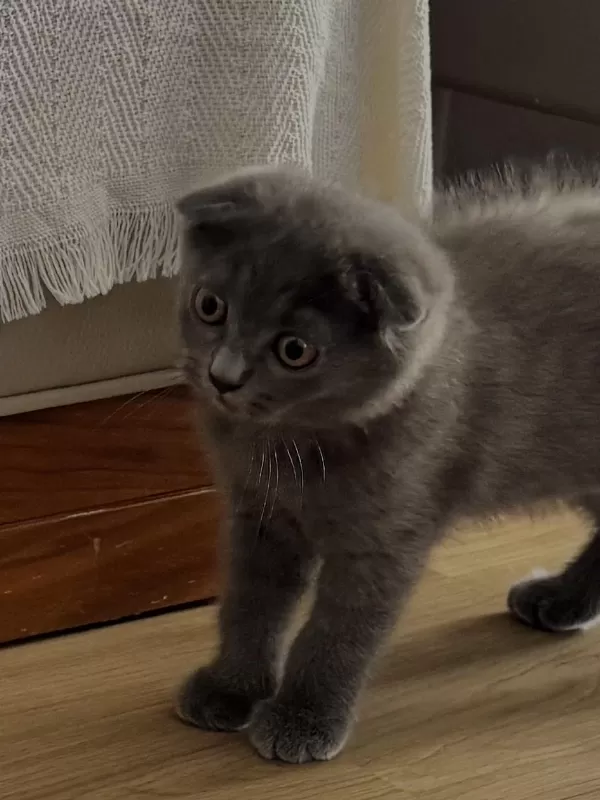 Harika Yavru Scottish Fold