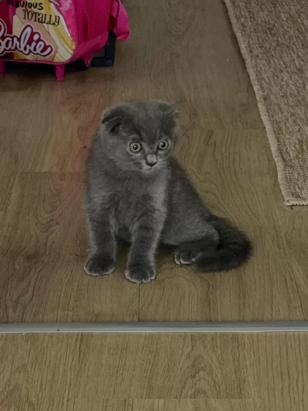 Harika Yavru Scottish Fold