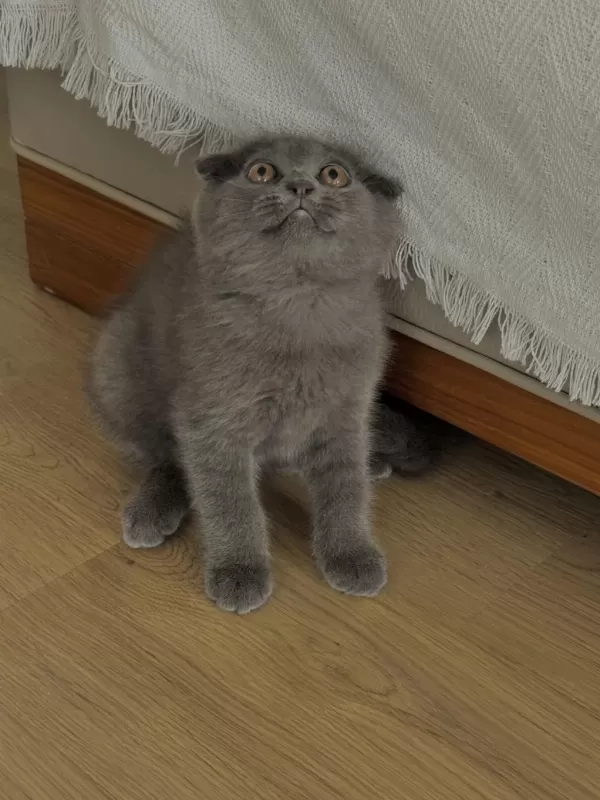 Harika Yavru Scottish Fold