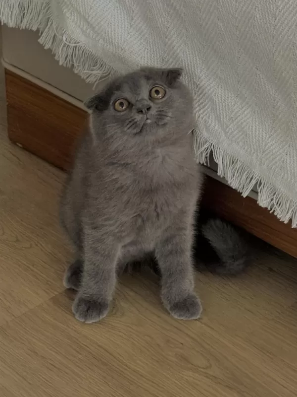 Harika Yavru Scottish Fold