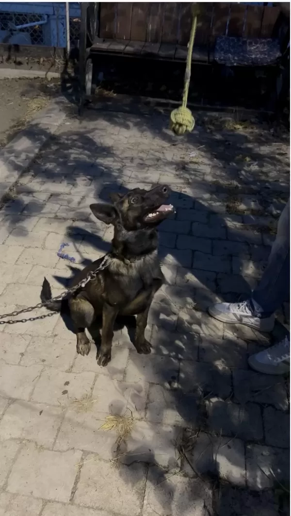 Belçika Malinois 15 Aylık Dişi