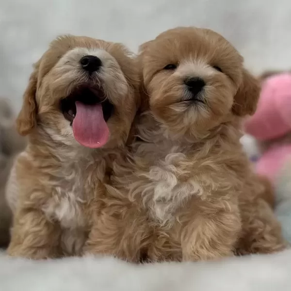 Minik Maltipoo Yavrularimiz