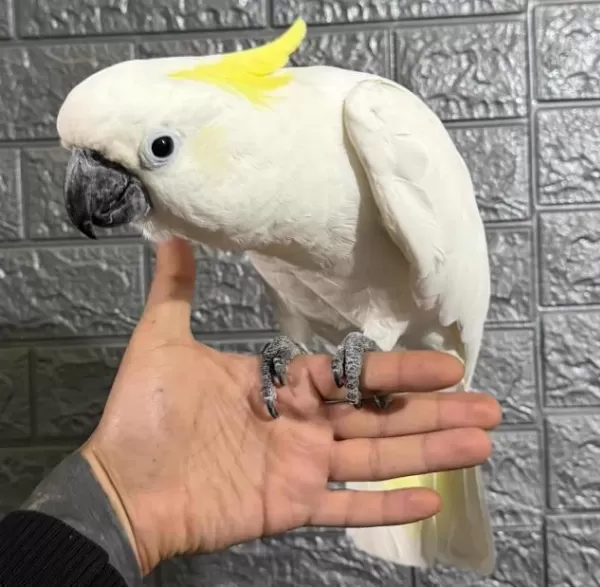 Fulll Evcil Kakadu Papağanı