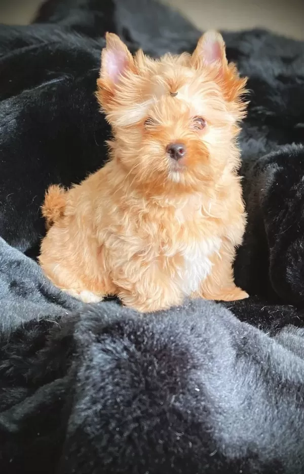 Çok Özel Exotic Yorkshire Terrier Yavrularımız
