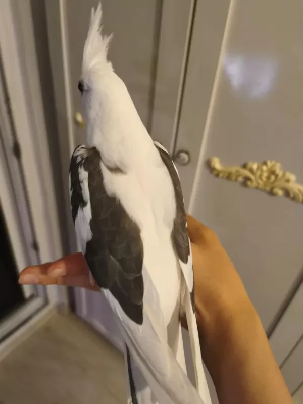 Heavy Kan Hattına Sahip White Face Sultan Papağanı