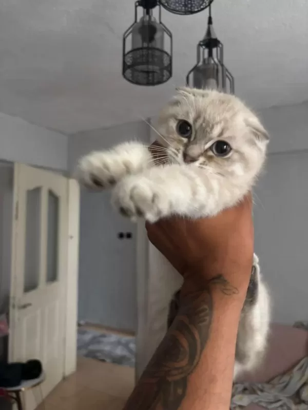 Scottish Fold Yavrular İrk Sağlık Garantili