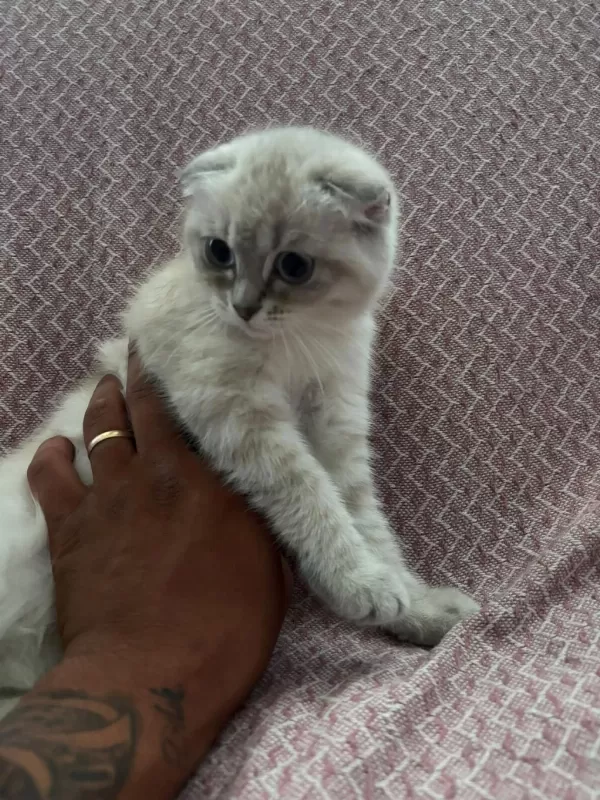 Scottish Fold Yavrular İrk Sağlık Garantili