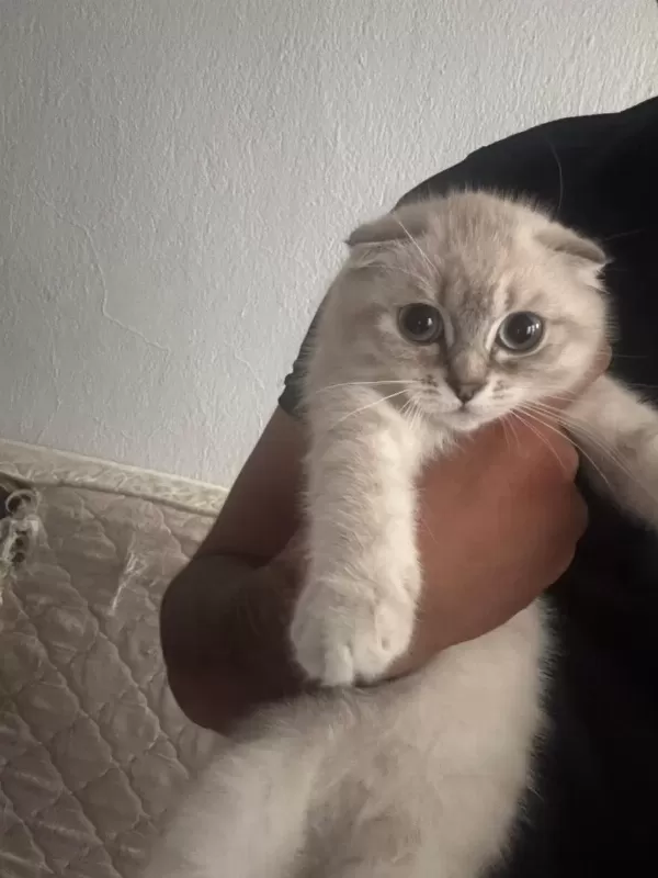 Scottish Fold Yavrular İrk Sağlık Garantili