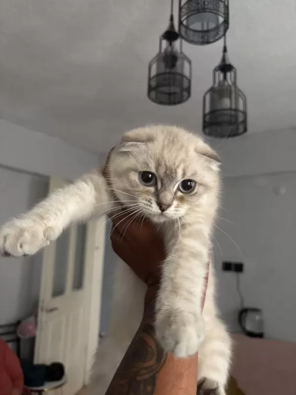 Scottish Fold Yavrular İrk Sağlık Garantili