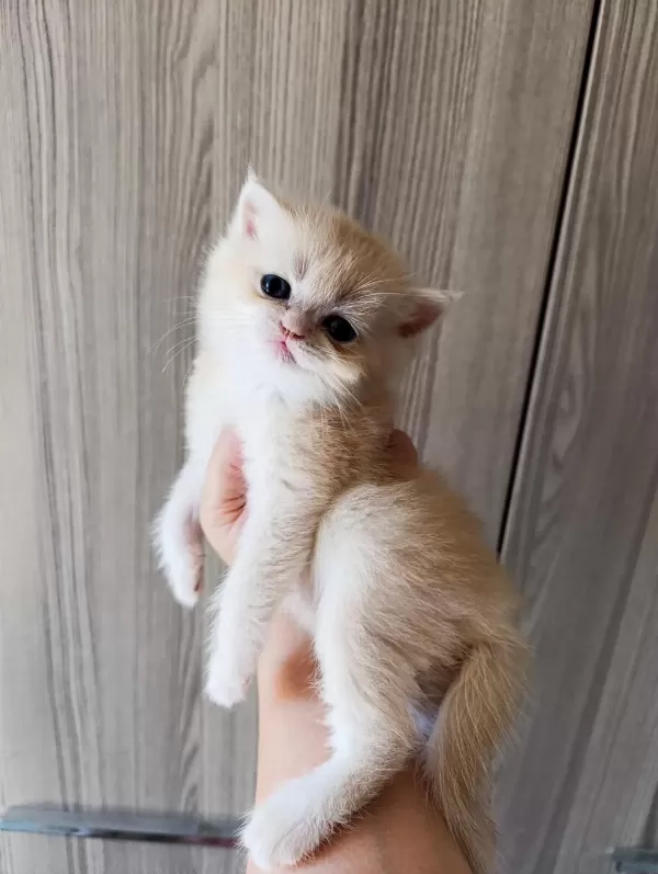 Lilac Golden Erkek Yavru British Shorthair