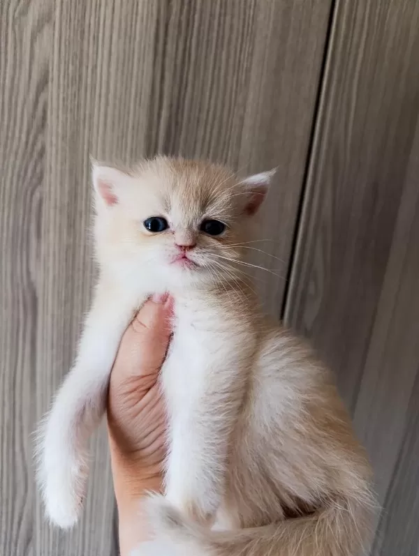 Lilac Golden Erkek Yavru British Shorthair