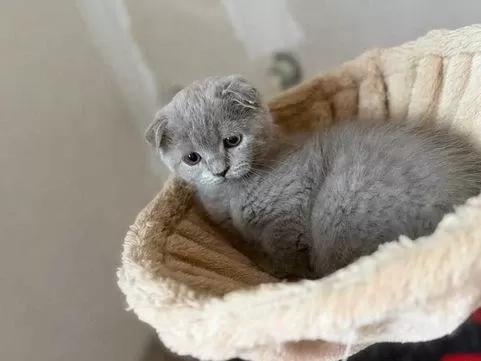 Sevimli Scottish Fold Oğlumuz
