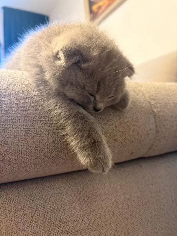 Sevimli Scottish Fold Oğlumuz
